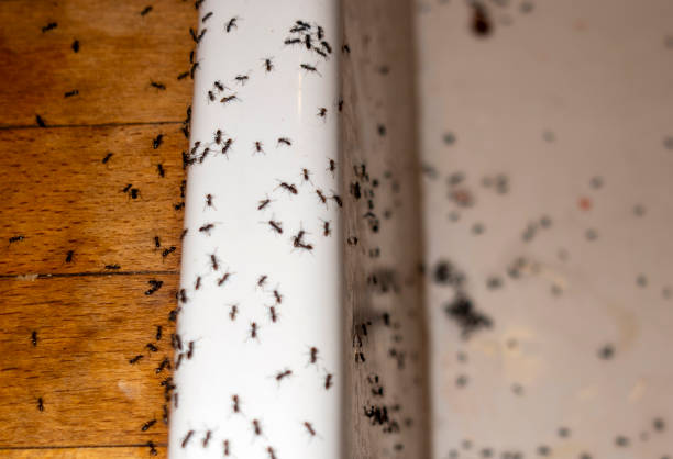 Best Mosquito Control Services  in Clay, AL
